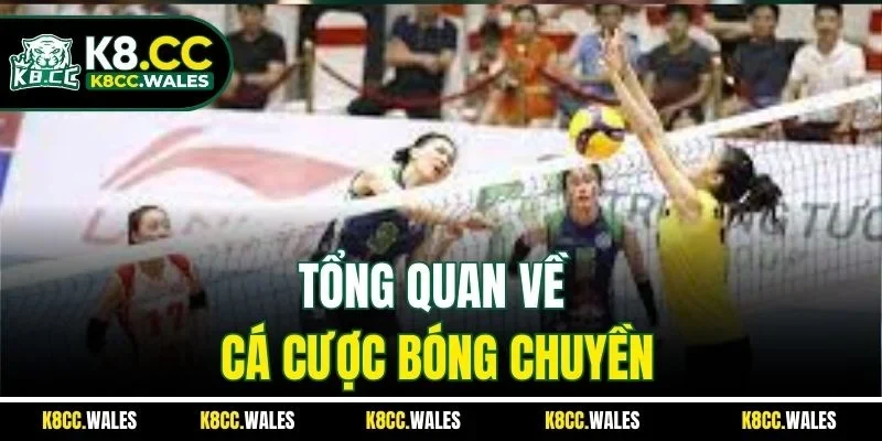 Tổng quan về cá cược bóng chuyền